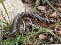 Ommatoiulus diplurus