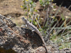 Oplurus cyclurus