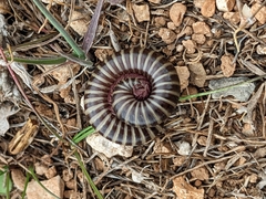 Ommatoiulus diplurus