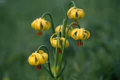 Lilium bosniacum