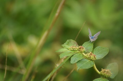 Hemiargus hanno