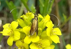 Cauchas rufimitrella