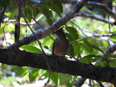 Alophoixus ochraceus