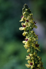 Verbascum nigrum