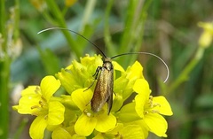 Cauchas rufimitrella