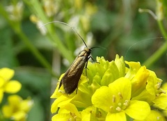 Cauchas rufimitrella