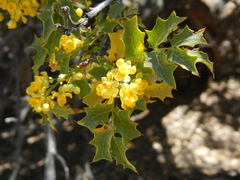 Berberis