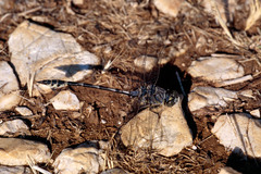 Lindenia tetraphylla