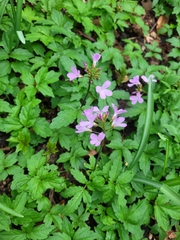 Cardamine quinquefolia