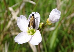 Cauchas rufimitrella