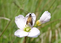 Cauchas rufimitrella