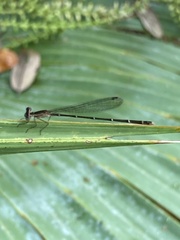 Nehalennia pallidula