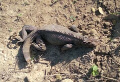 Iguana iguana