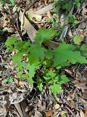 Smallanthus uvedalia