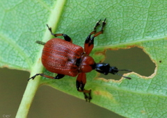 Apoderus coryli