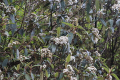 Viburnum rhytidophyllum