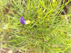 Psoralea laevigata