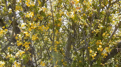 Berberis