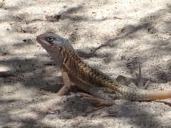 Chalarodon madagascariensis