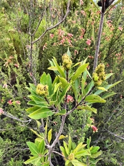 Laurophyllus capensis