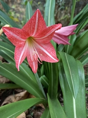Hippeastrum