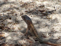 Chalarodon madagascariensis