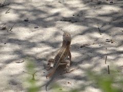 Chalarodon madagascariensis