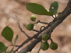 Flacourtia indica