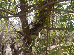 Flacourtia indica
