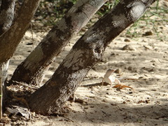 Chalarodon madagascariensis