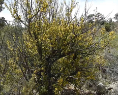 Berberis