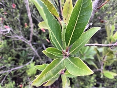 Laurophyllus capensis