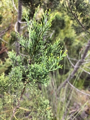 Widdringtonia nodiflora