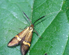 Nemophora degeerella