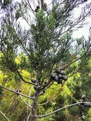 Widdringtonia nodiflora