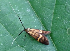 Nemophora degeerella