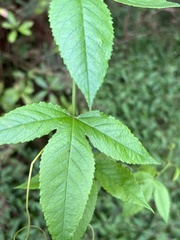 Passiflora tarminiana image