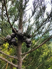 Widdringtonia nodiflora