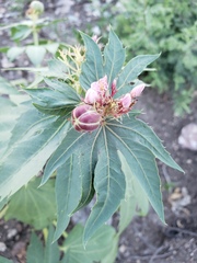 Jatropha macrorhiza