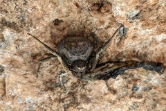Bassaniodes