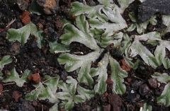 Riccia rechingeri