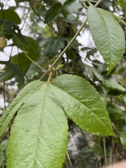 Passiflora tarminiana image