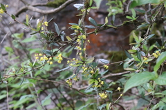 Berberis julianae