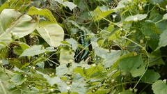 Graphium sarpedon connectens