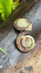 Caracolus