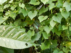 Graphium sarpedon connectens