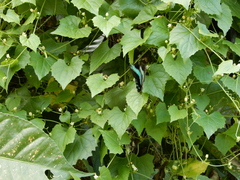 Graphium sarpedon connectens