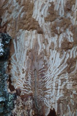 Scolytus