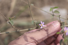 Melochia pyramidata