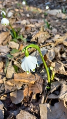 Leucojum vernum